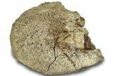Dinosaur (Triceratops) Bone Section - Montana #307071-1